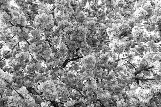 Pink sakura flower on blooming spring tree nature beauty