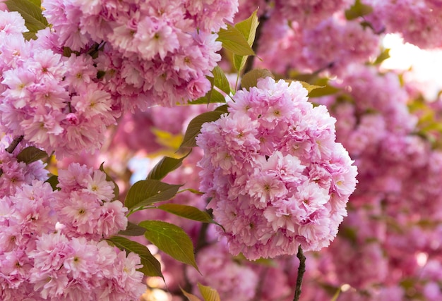 Pink sakura flower on blooming spring tree sakura blossom