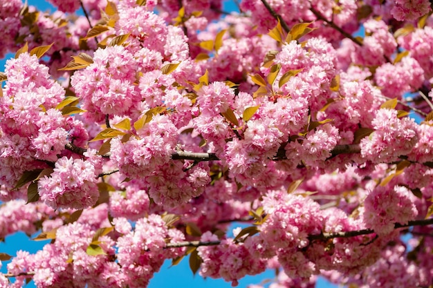 花の春の木にピンクの桜の花