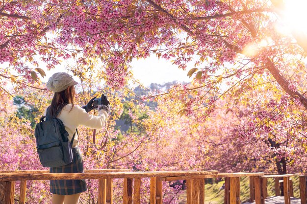 Photo pink sakura flower or cherry blossom at mae wang district with asian woman traveller on doi inthanon