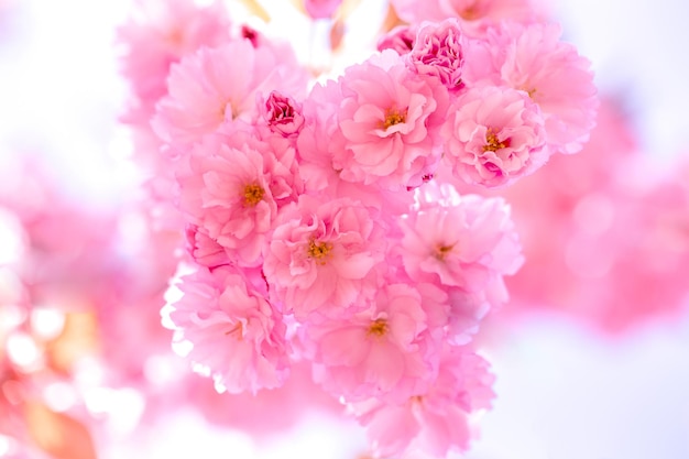 Pink sakura flower on a light background