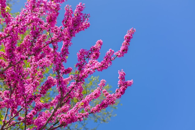 Pink Sakura flower thailand blooming