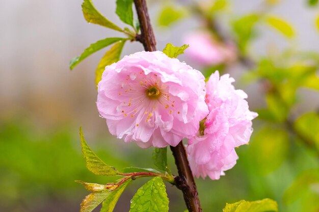 木の上のピンクの桜の花がクローズアップ、桜の花