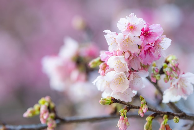 木の上のピンクのサキュラの花