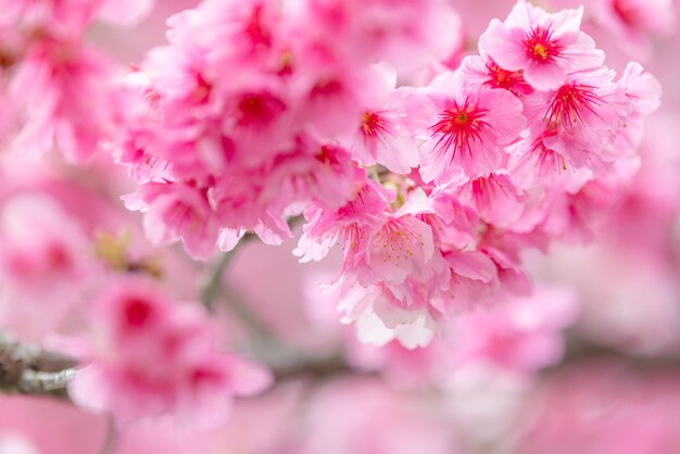 Photo pink sakura flower on the tree