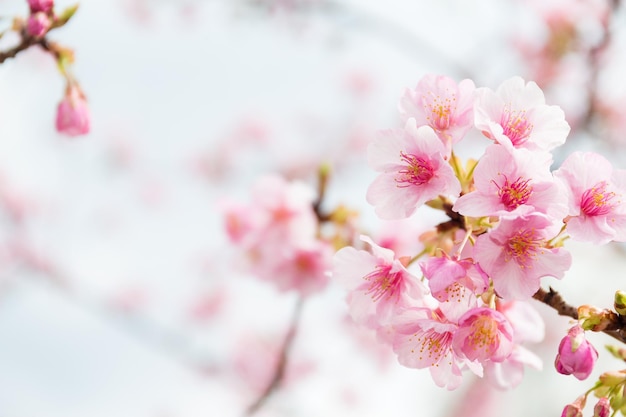 Pink Sakura flower