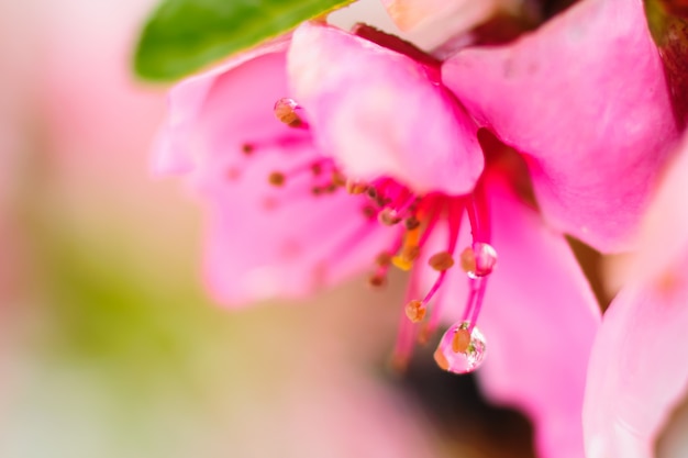 ピンクのサクラの花が咲く