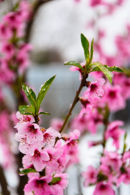 Pink sakura flowers blossoming