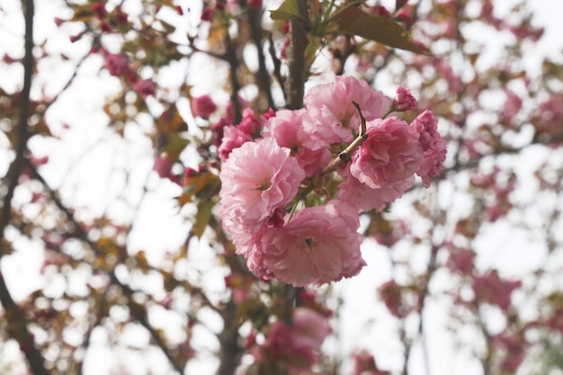 Pink sakura flowers sakura flowers close up spring blossom