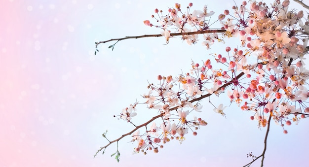 写真 ピンクの桜の花