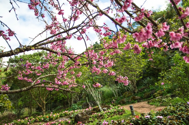 Pink Sakura in the garden.