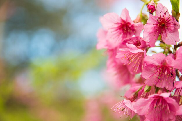 庭のピンクの桜。