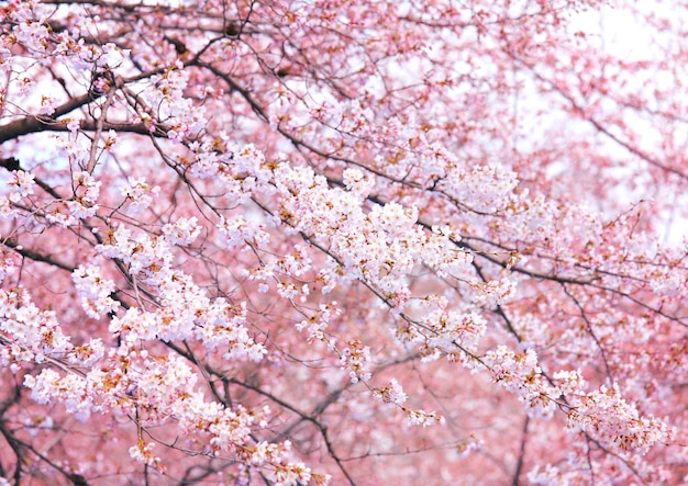 Photo pink sakura tree