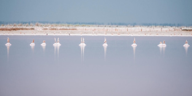 Pink salt cristales natural pink salt lake texture salt mining\
extremely salty pink lake colored by