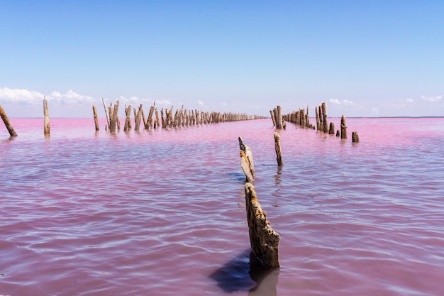 Foto lago salato rosa. lago salato rosa sasyk-sivash in crimea. paesaggio estivo.