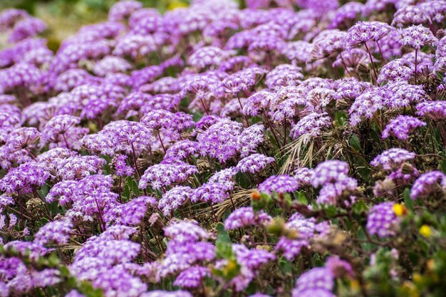 Photo pink sand verbena abronia umbellata wildflowers blooming on the coast of the pacific ocean santa cruz california