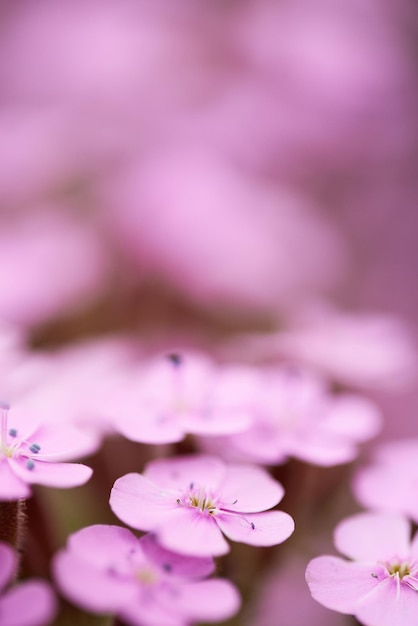 晴れた春の日のピンクのサポナリアオシモイデス