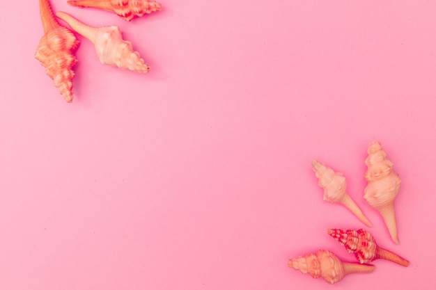 Pink seashell on a pink background