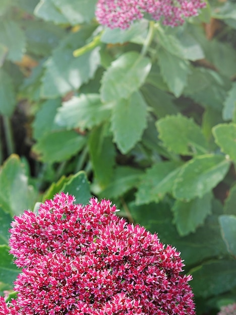 Pink Sedum flower closeup Macro photography of pink Hylotelephium spectabile on green background