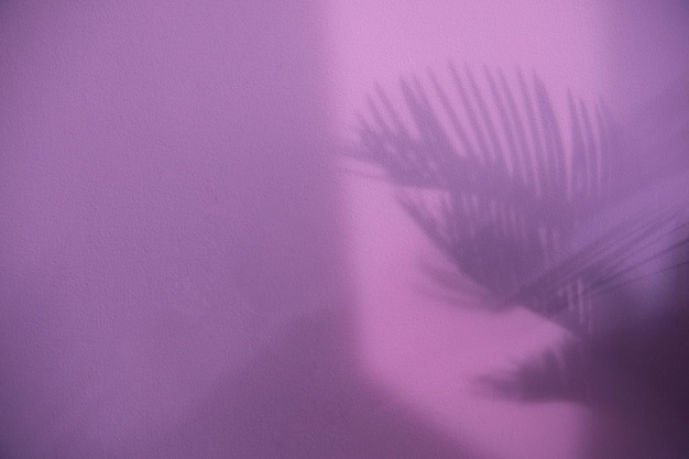Фото Розовые тени от закатного света и пальмы на стене
