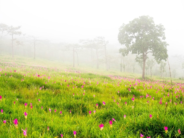 Розовое поле сиамских тюльпанов, педали сладкого цвета, окруженные зеленым полем в таиланде