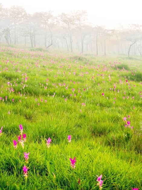 Photo pink siam tulip field sweet color pedals flower surrounded with green field in thailand