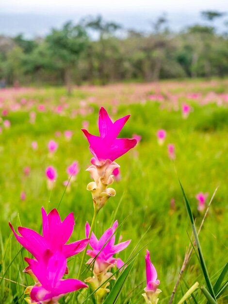 Pink Siam Tulip field sweet color pedals flower surrounded with green field in Thailand