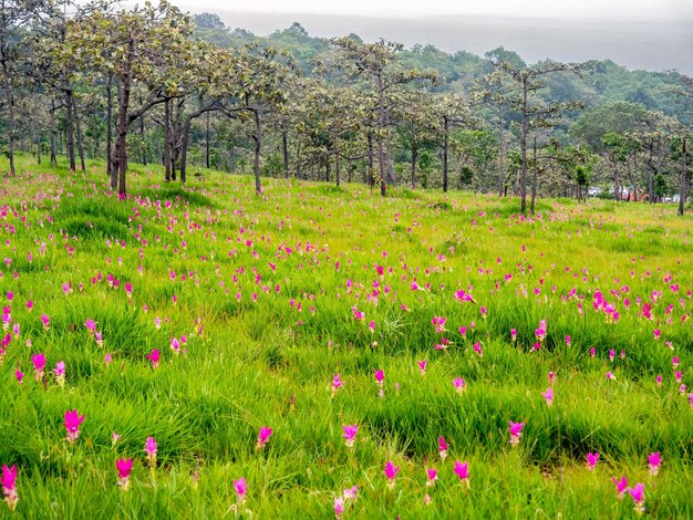 ピンクのサイアムチューリップフィールド甘い色のペダルの花はタイの緑のフィールドに囲まれています
