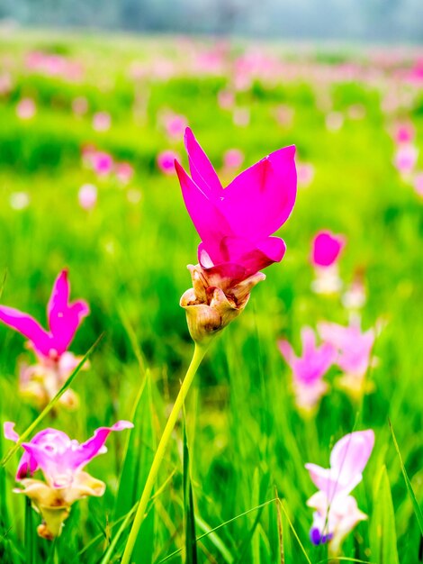 Pink Siam Tulip field sweet color pedals flower surrounded with green field in Thailand