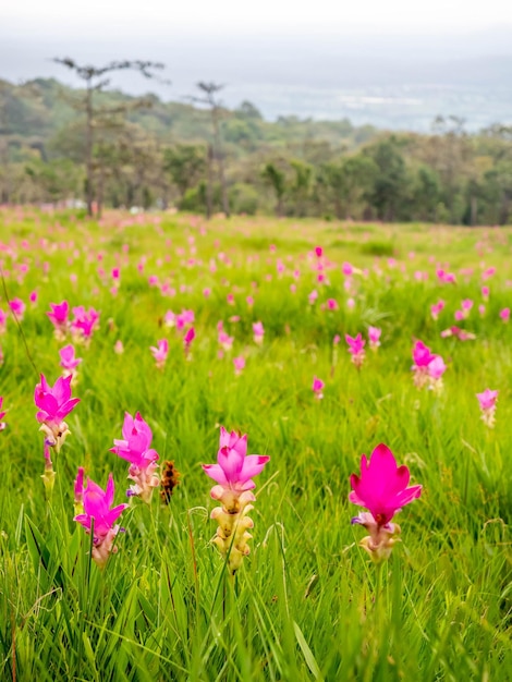 Pink Siam Tulip field sweet color pedals flower surrounded with green field in Thailand