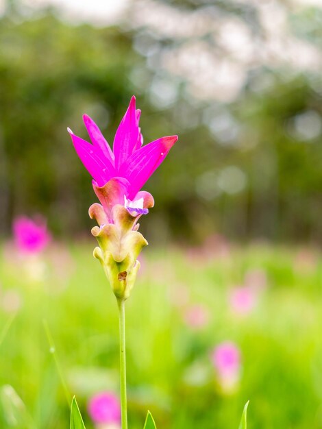 Pink Siam Tulip field sweet color pedals flower surrounded with green field in Thailand