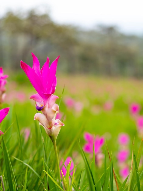 Pink Siam Tulip field sweet color pedals flower surrounded with green field in Thailand