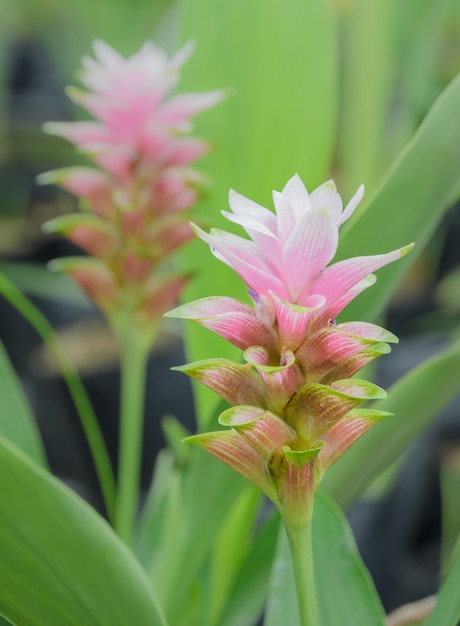 Pink Siam Tulip flower 