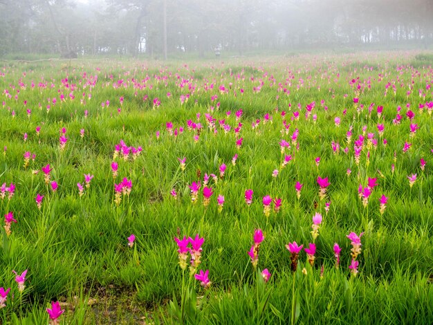 Pink Siam Tulip veld zoete kleur pedalen bloem omgeven door groen veld in Thailand