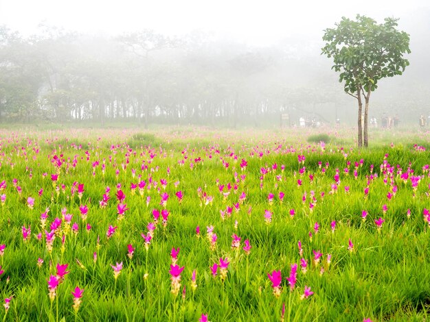 Pink Siam Tulip veld zoete kleur pedalen bloem omgeven door groen veld in Thailand