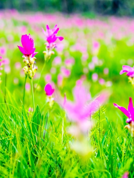 Pink Siam Tulip veld zoete kleur pedalen bloem omgeven door groen veld in Thailand