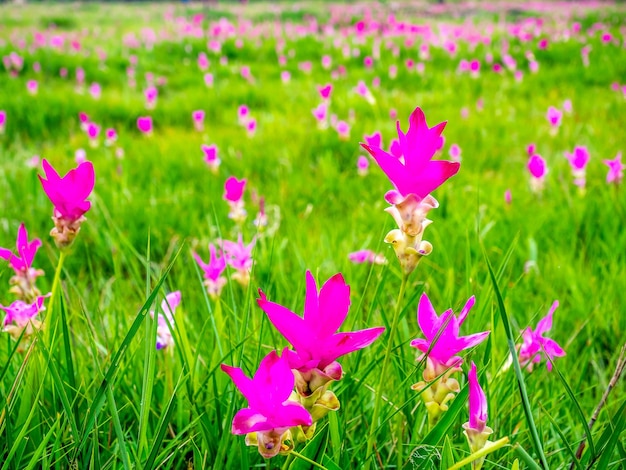 Pink Siam Tulip veld zoete kleur pedalen bloem omgeven door groen veld in Thailand