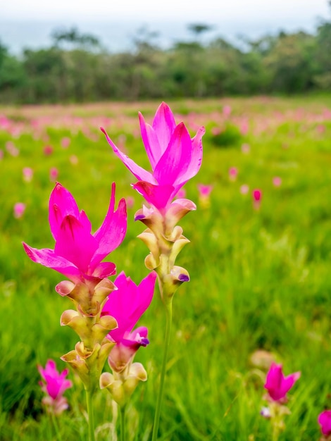 Pink Siam Tulip veld zoete kleur pedalen bloem omgeven door groen veld in Thailand