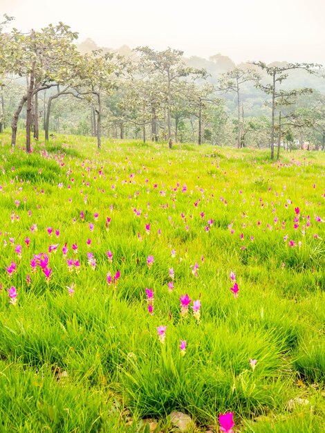 Pink Siam Tulip veld zoete kleur pedalen bloem omgeven door groen veld in Thailand