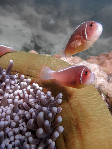 Photo pink skunk clownfish