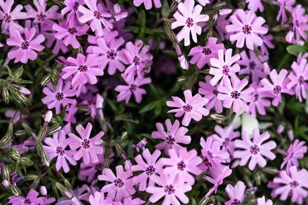 Pink small flowers on a flowerbed texture of flowers