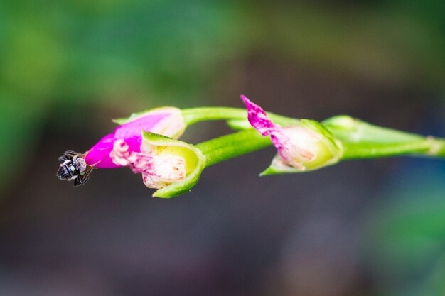 Pink small flowers isolate on background.