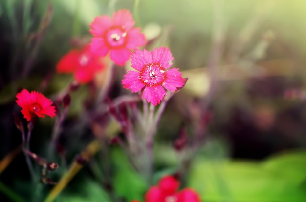 Pink small garden carnation flowers growing in garden.