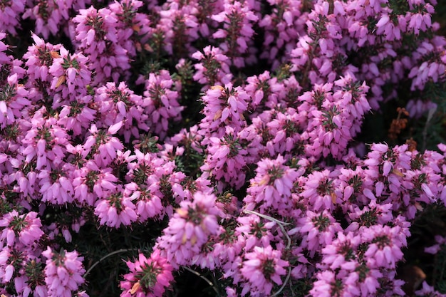 ピンクの小さな春の花が咲きます