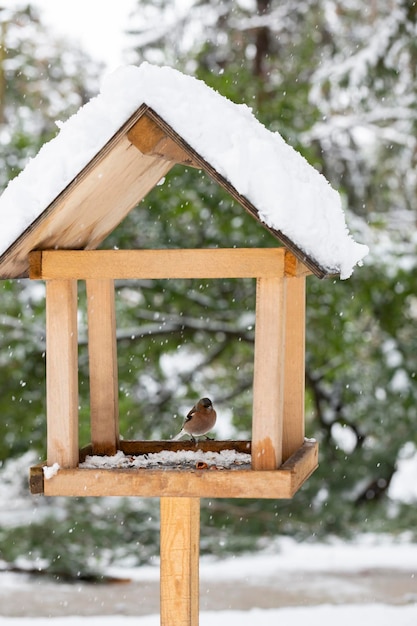 冬のラット クロリス クロリスでフィーダーに座っているピンクの鳴き鳥は、ヒレの小さなスズメ目の鳥です。