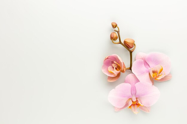 Pink spa orchid theme objects on pastel background.