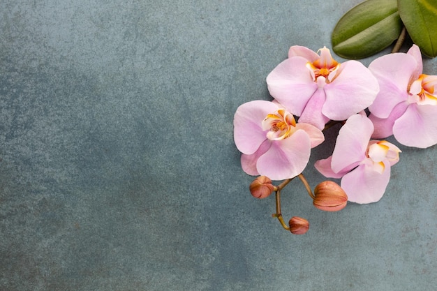 Pink spa orchid theme objects on pastel background.