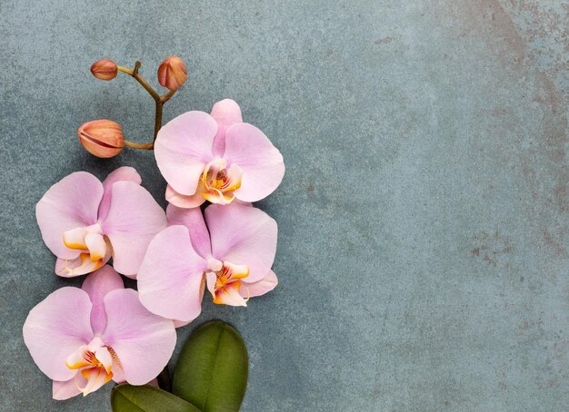 Oggetti a tema orchidea rosa spa su sfondo pastello.