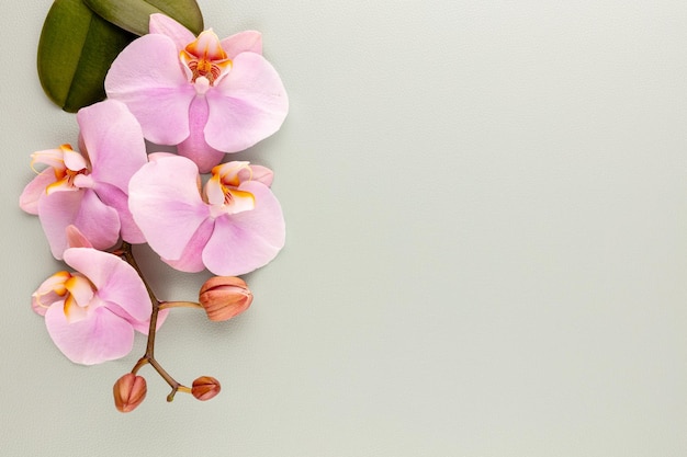 Pink spa orchid theme objects on pastel background.