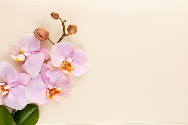 Розовые спа-объекты темы орхидеи на пастельном фоне.